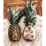 tropical preppy’s<3