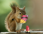 Squirrels’ Baddies