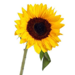 #####Sunflowers