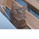 Wonderful cat