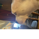 Titan’s dog group