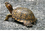 Turtle Fan Club..