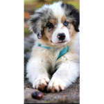 PUPPYS_lol