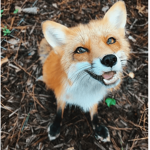 Da Legendary Foxes