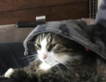 NormalCat Fan Group