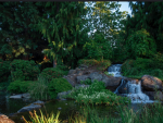 - Aquatic Pond -