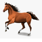 The Horse rider Group