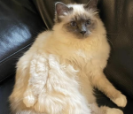 -fluffy<3