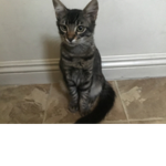 I have the best cat