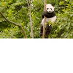 Vibe Panda