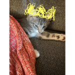 Cats and kittens are nice