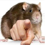 leonkiarusia_potato
