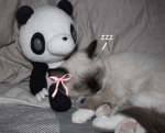 panda of pandas