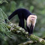 monkey island paridise