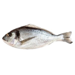 THE CULT OF THE FISH