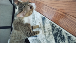 Kitties 000123456