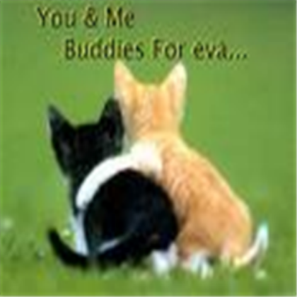 cat buddys Roblox decal