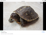 Camo turtle
