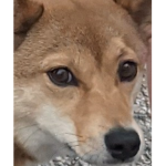 Ultra doges