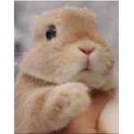 Ruby’s bunny’s