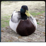This is the ducks