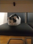 Kittengame