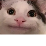 Catsarecool.