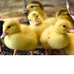 Ducky Destiny
