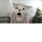 cat boiiiii