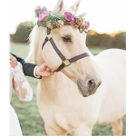 Horses are de best