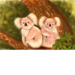 Koala Stylez