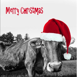 cows