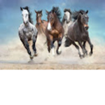 F e~ Riding academy~Horse valley