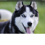 Dogs are so cool dude!