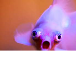 Gang Fishes