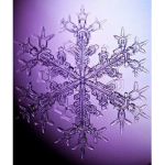 Snow T.e.a.m.