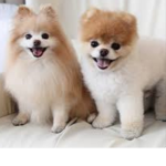 puppie squad bff