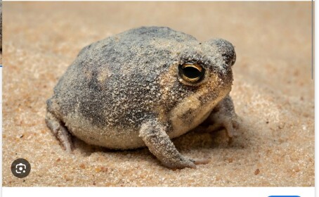 froggy