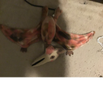 Pteranodon cult