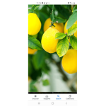 lemon! :D