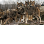 Upside down wolf's Group!