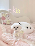 rakis