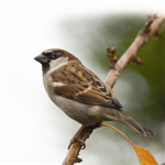 Reworked Sparrow Gamers