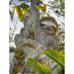 tropical rainforest