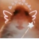 Angel hamster