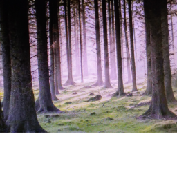 The creature's woods