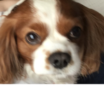 #dogosquad