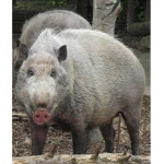hideous pigs