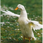 The Duck Central
