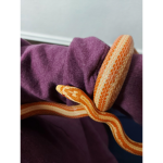 Juliatiger lucifer